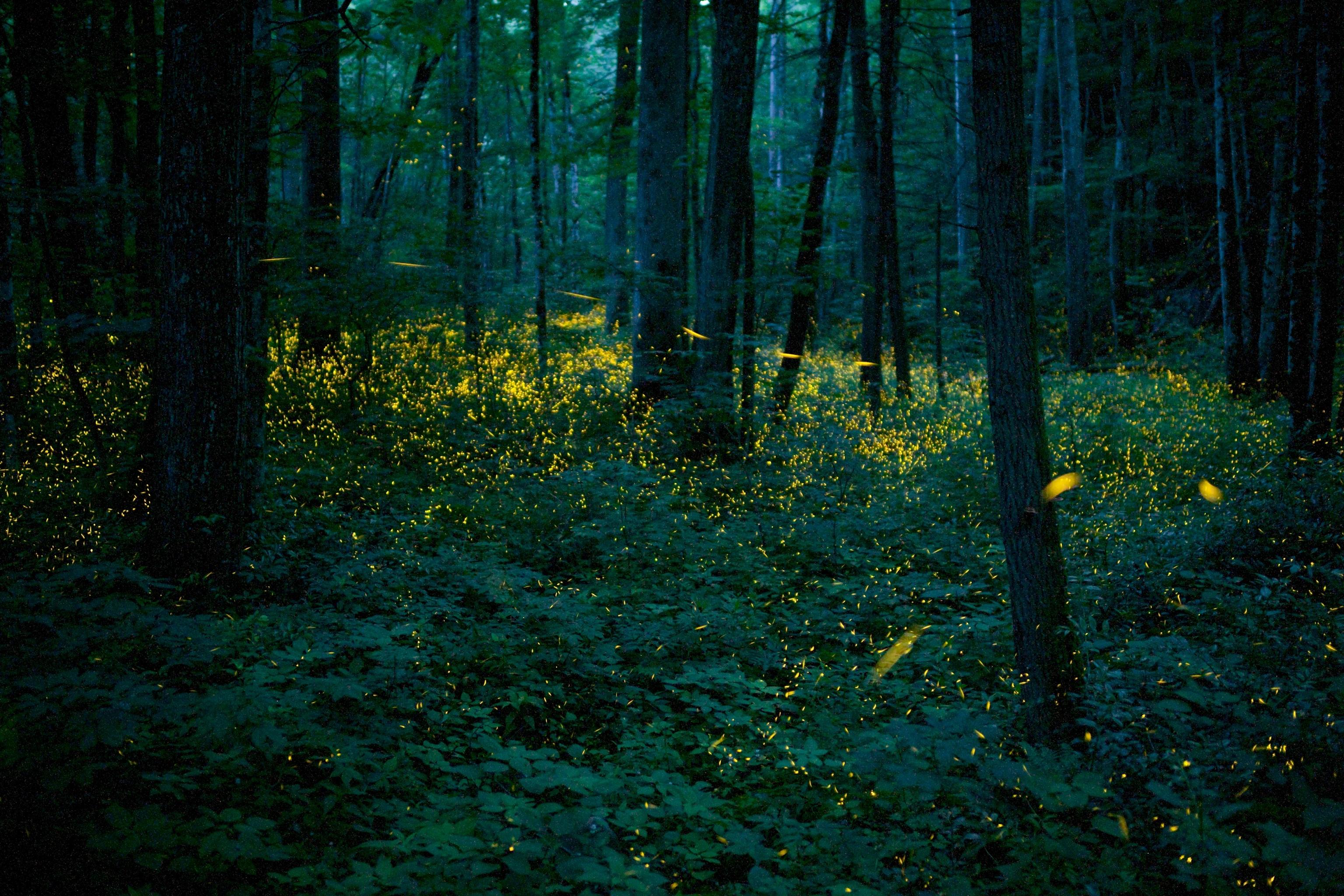 🏕️ 그린 파크 산동(구린파쿠 산토) 이미지 9